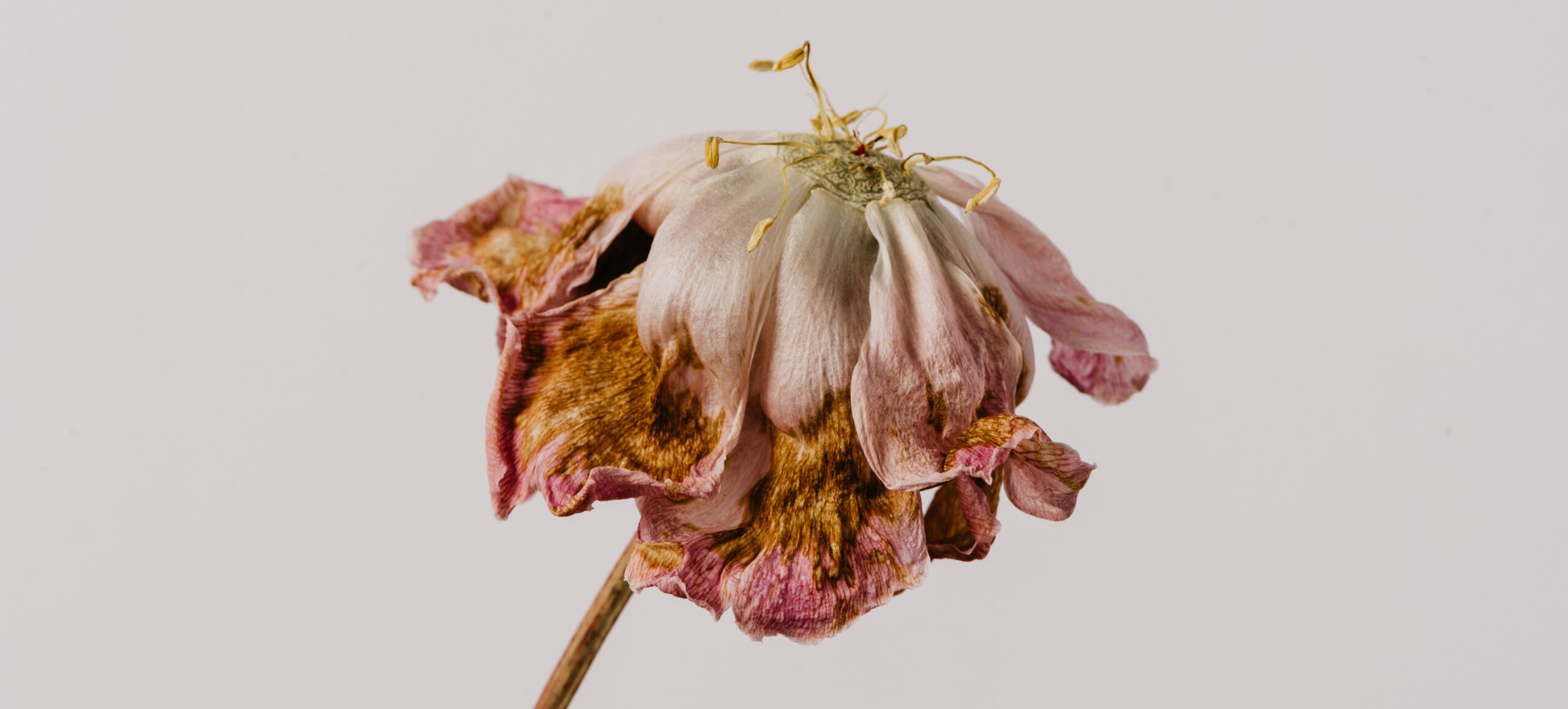 Beautiful wilted pink peony on white background. Studio shot