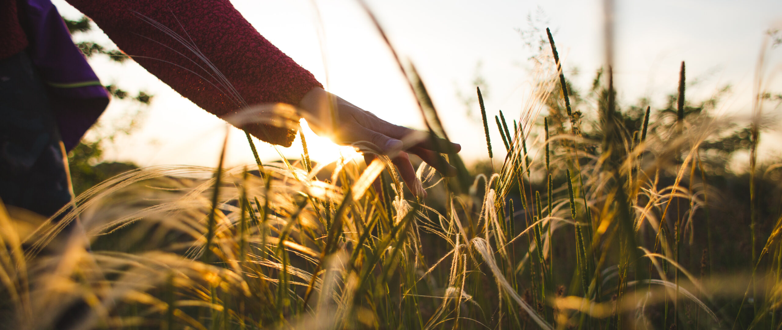 the girl runs her hand over the tall grass and touches it while walking through the fields in the sunset light.